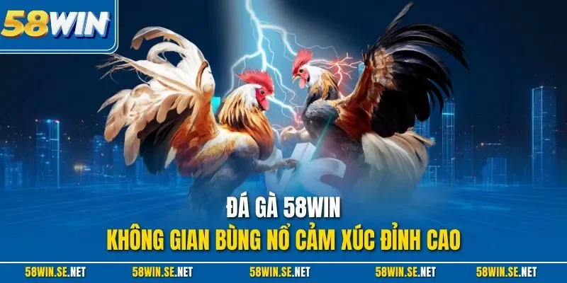 Đá gà 58WIN - Không gian bùng nổ cảm xúc đỉnh cao