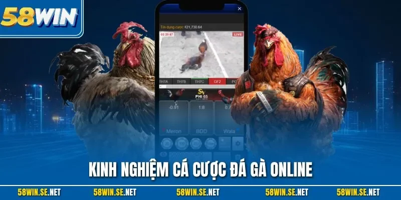 Kinh nghiệm cá cược đá gà online